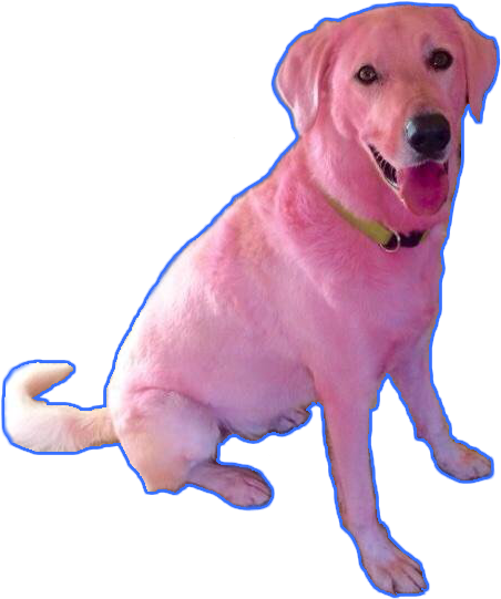 Pink Dog Sitting Transparent Background PNG Image