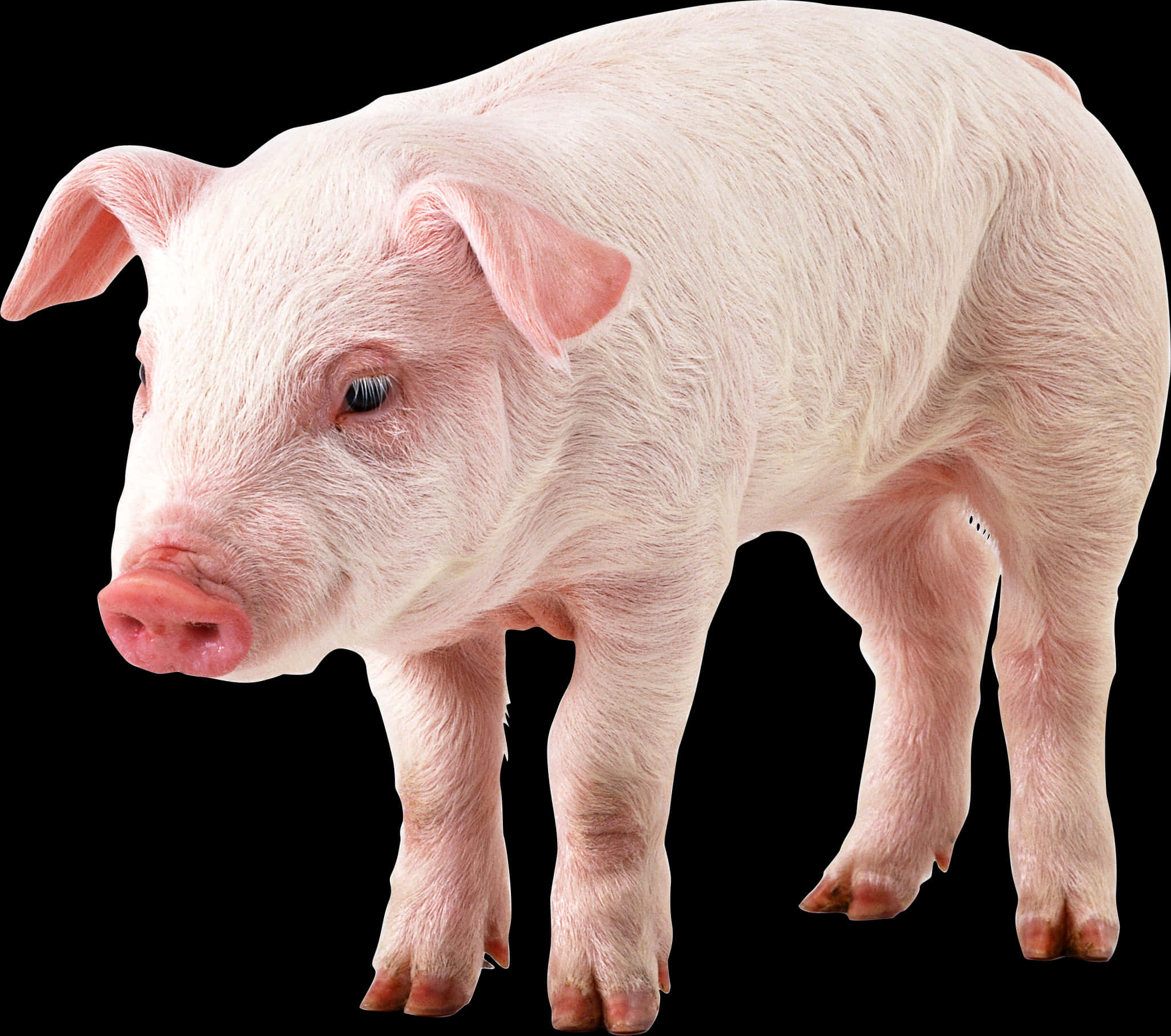 Pink Domestic Pig Standing PNG Image