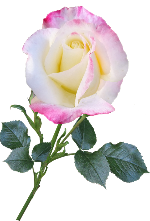 Pink Edged White Rose Isolated PNG Image