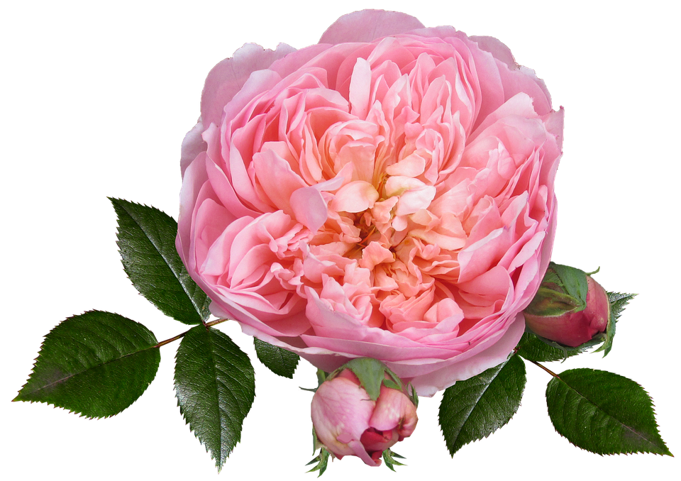 Pink English Rose Transparent Background PNG Image