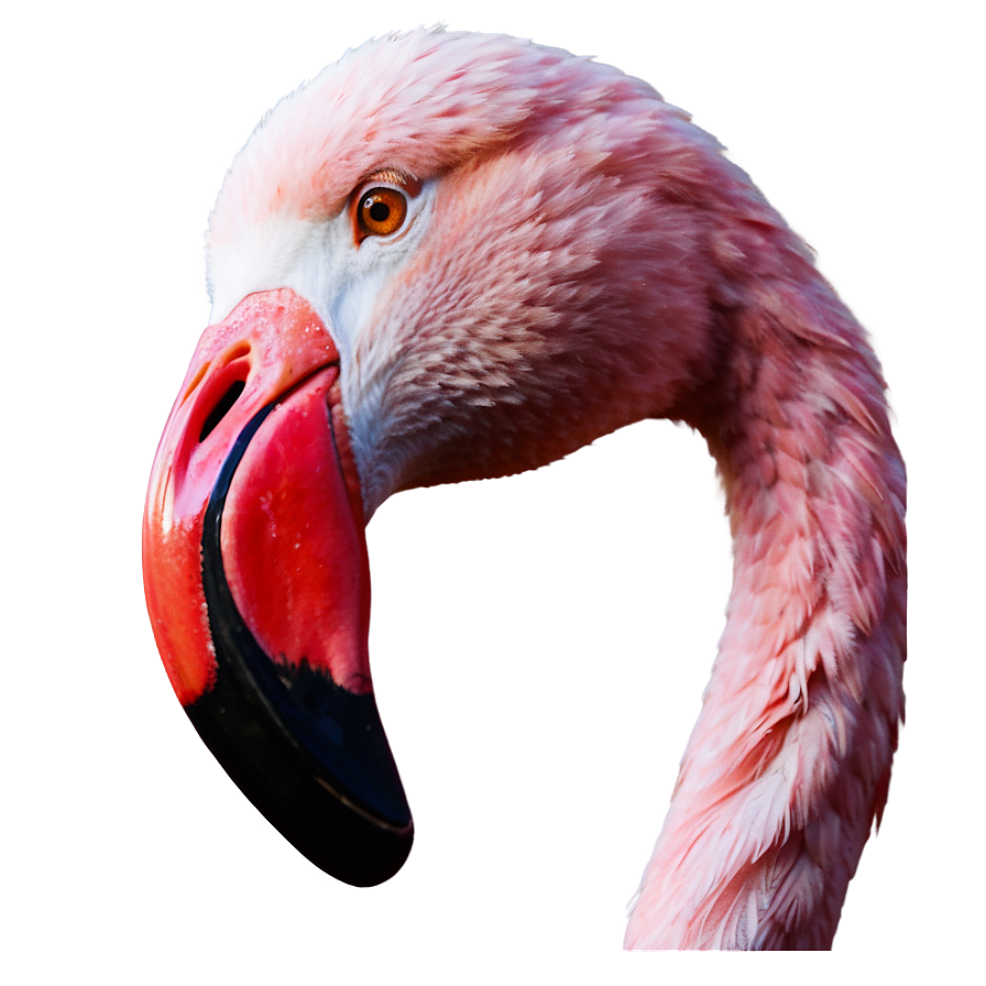 Pink Flamingo Icon Png 94 PNG Image