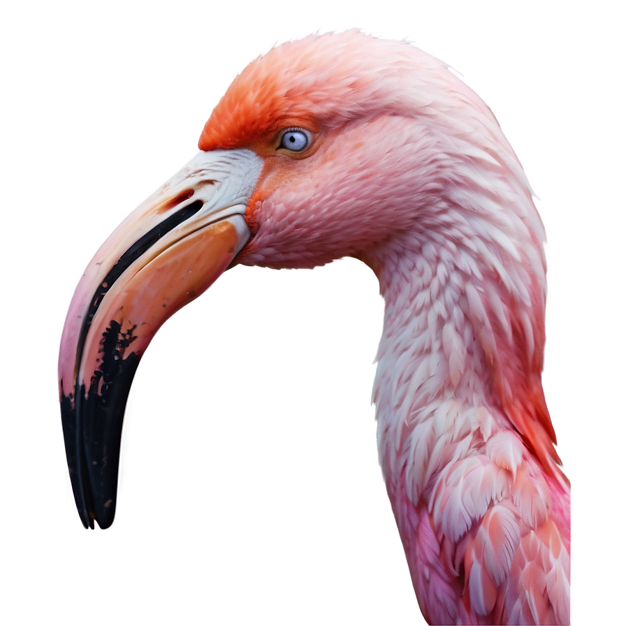 Pink Flamingo Sticker Png 05252024 PNG Image