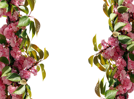 Pink Floral Borderon Black Background.jpg PNG Image