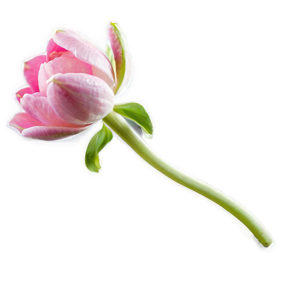 Pink Flower Bud Png 05242024 PNG Image