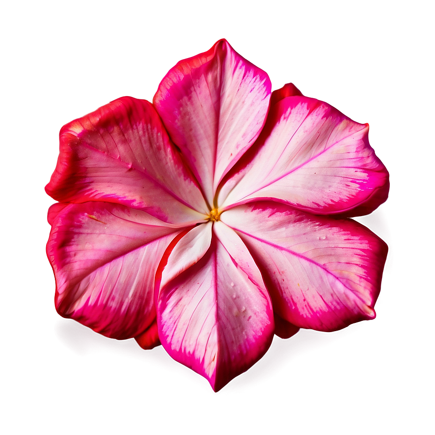 Pink Flower Petal Detail Png Awh PNG Image