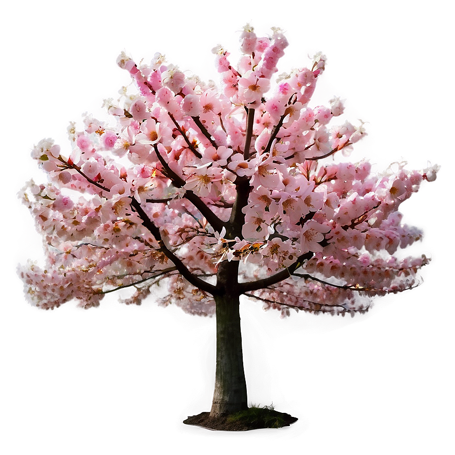 Pink Flowering Tree Png 05242024 PNG Image