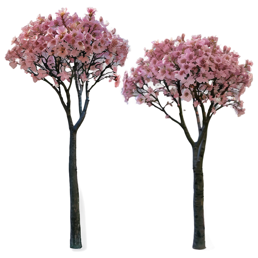 Pink Flowering Tree Png 05242024 PNG Image