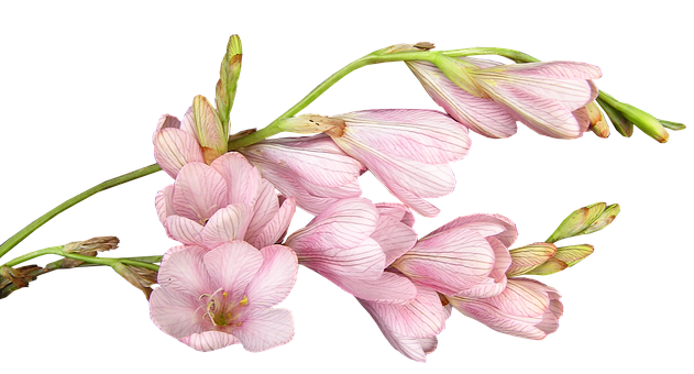 Pink Freesia Flowers Black Background PNG Image