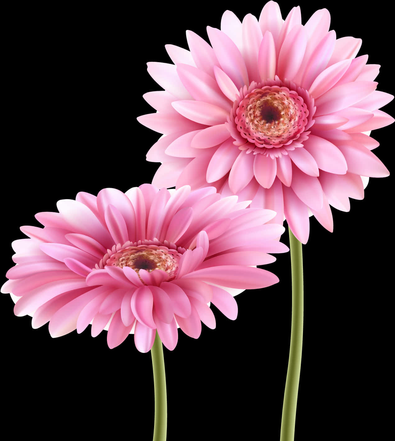 Pink Gerbera Daisies Black Background PNG Image