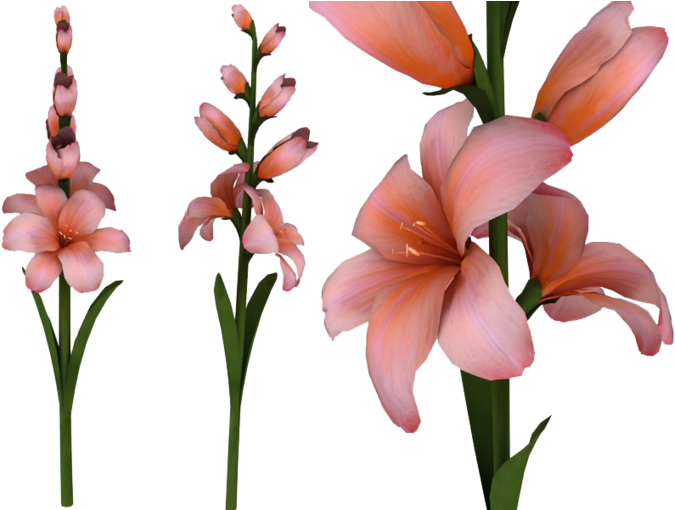 Pink Gladiolus Flowers Transparent Background PNG Image