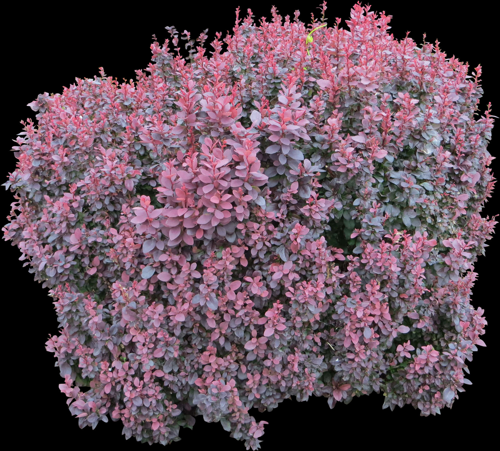 Pink Green Leaved Bush Isolated PNG Image