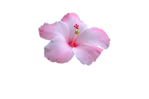 Pink Hibiscus Black Background PNG Image