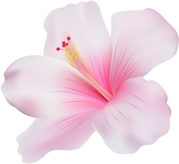 Pink Hibiscus Bloom Graphic PNG Image