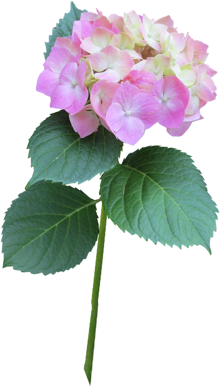 Pink_ Hydrangea_ Bloom_ Transparent_ Background.png PNG Image