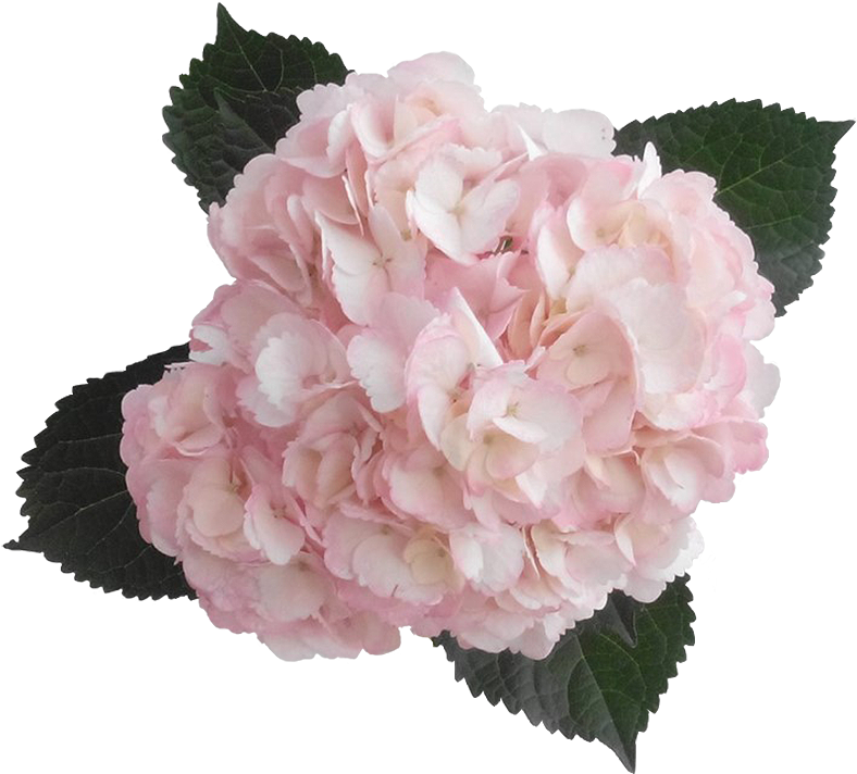 Pink Hydrangea Bloom Transparent Background PNG Image