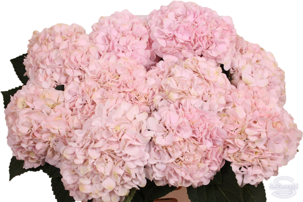 Pink Hydrangea Blooms Floral Display PNG Image