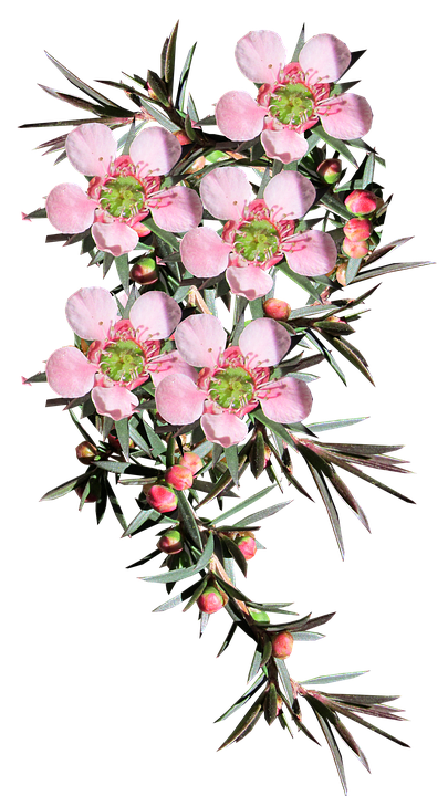 Pink Leptospermum Flowers PNG Image