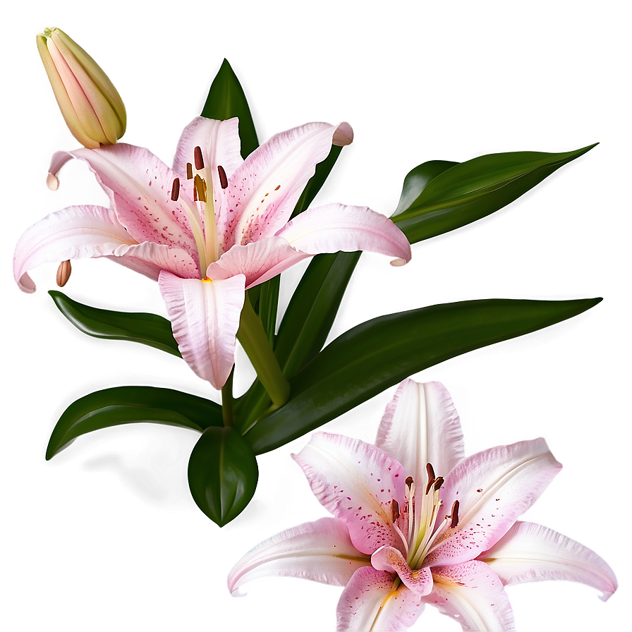 Pink Lily Flowers Png 83 PNG Image