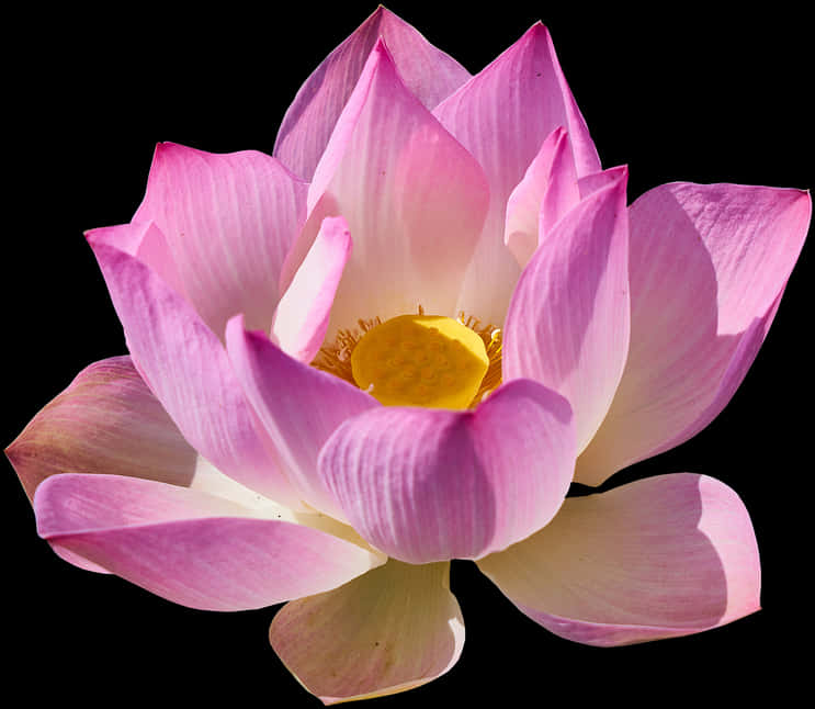 Pink Lotus Flower Black Background PNG Image