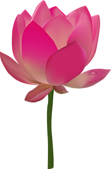 Pink Lotus Flower Illustration PNG Image