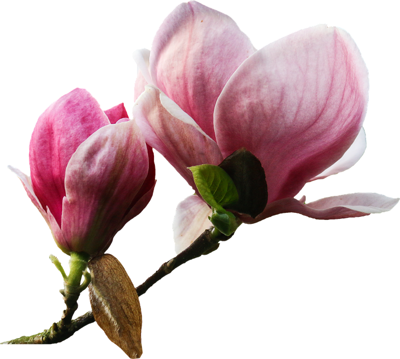 Pink Magnolia Blossoms Transparent Background PNG Image