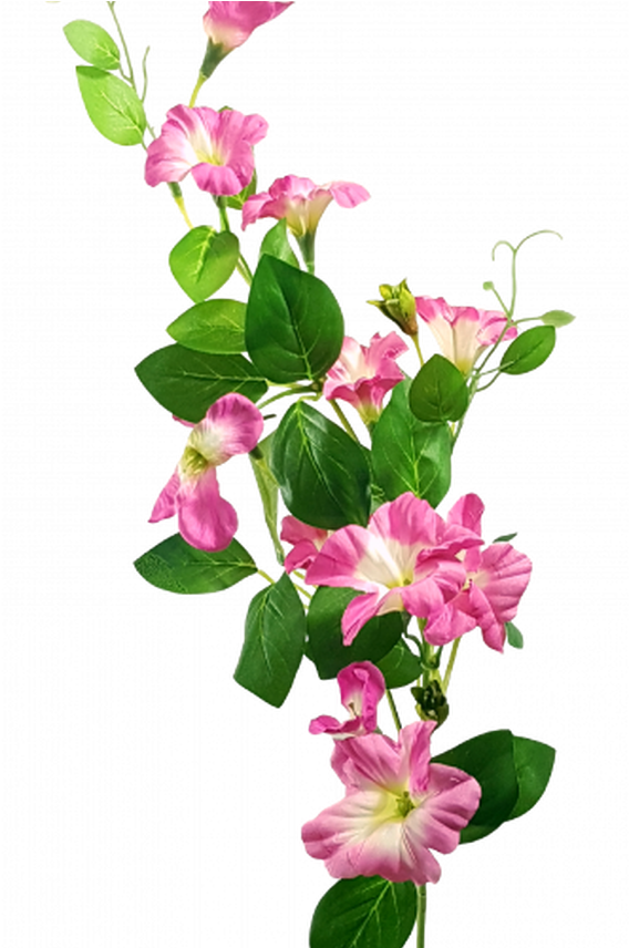 Pink Morning Glory Flowers PNG Image