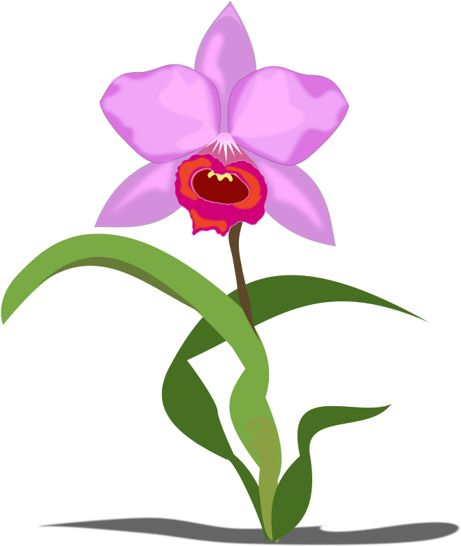 Pink Orchid Illustration PNG Image