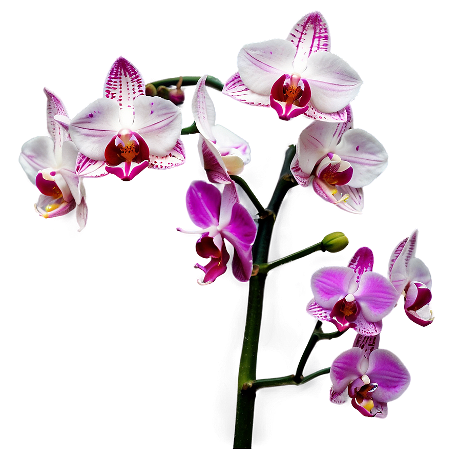 Pink Orchids Png 05242024 PNG Image