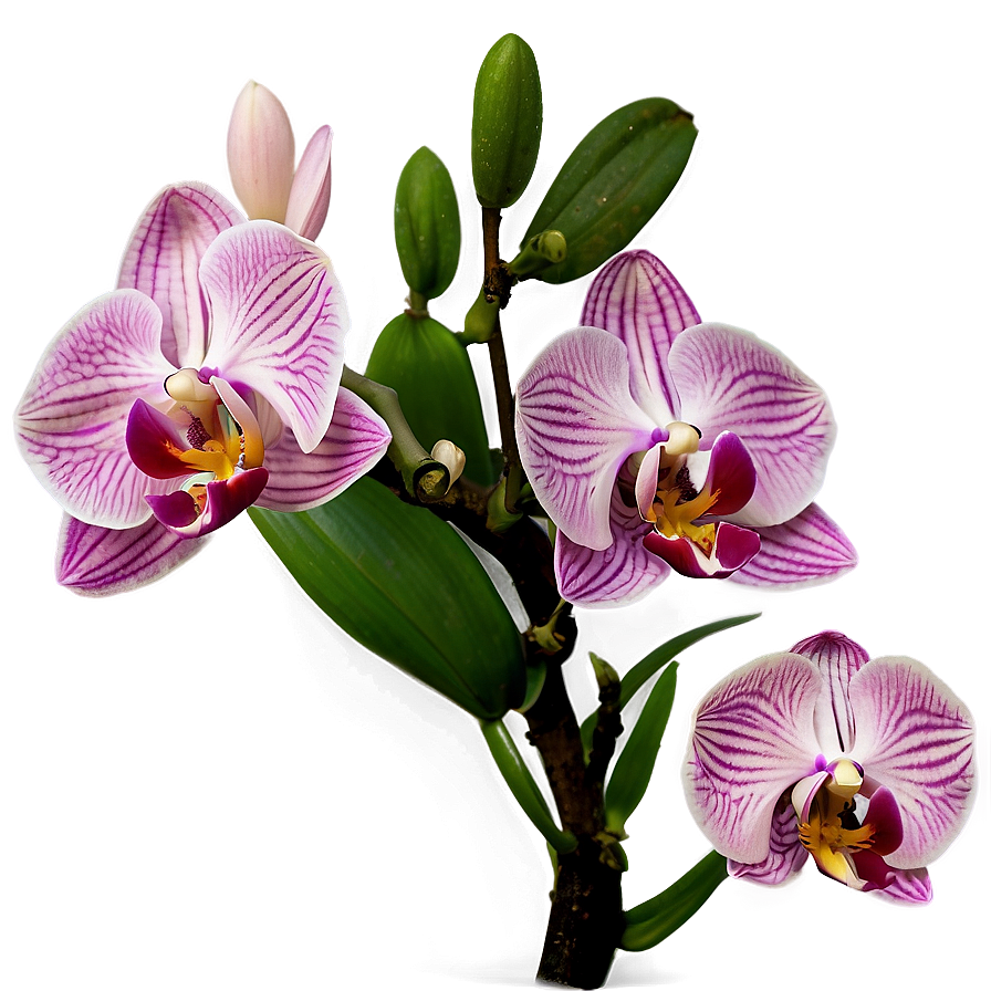 Pink Orchids Png 51 PNG Image