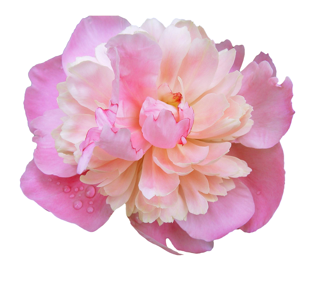 Pink Peony Flower Transparent Background PNG Image