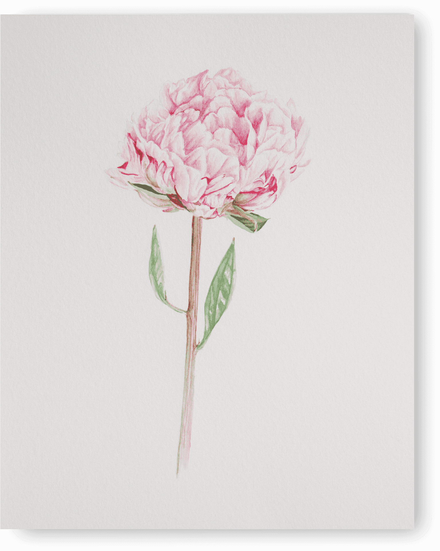 Pink Peony Illustration PNG Image