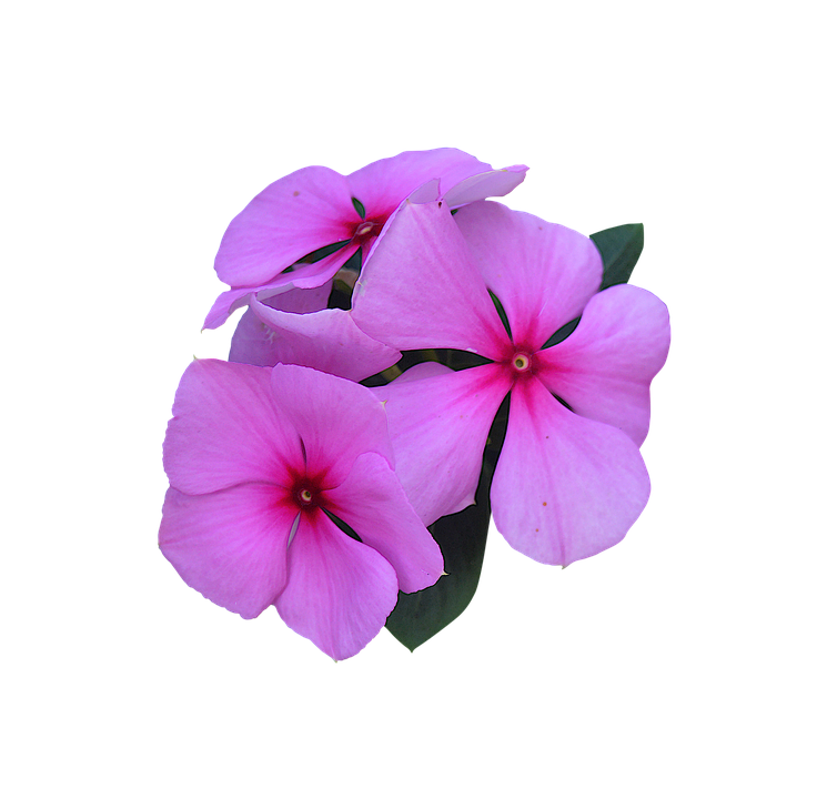 Pink Periwinkle Flowers PNG Image