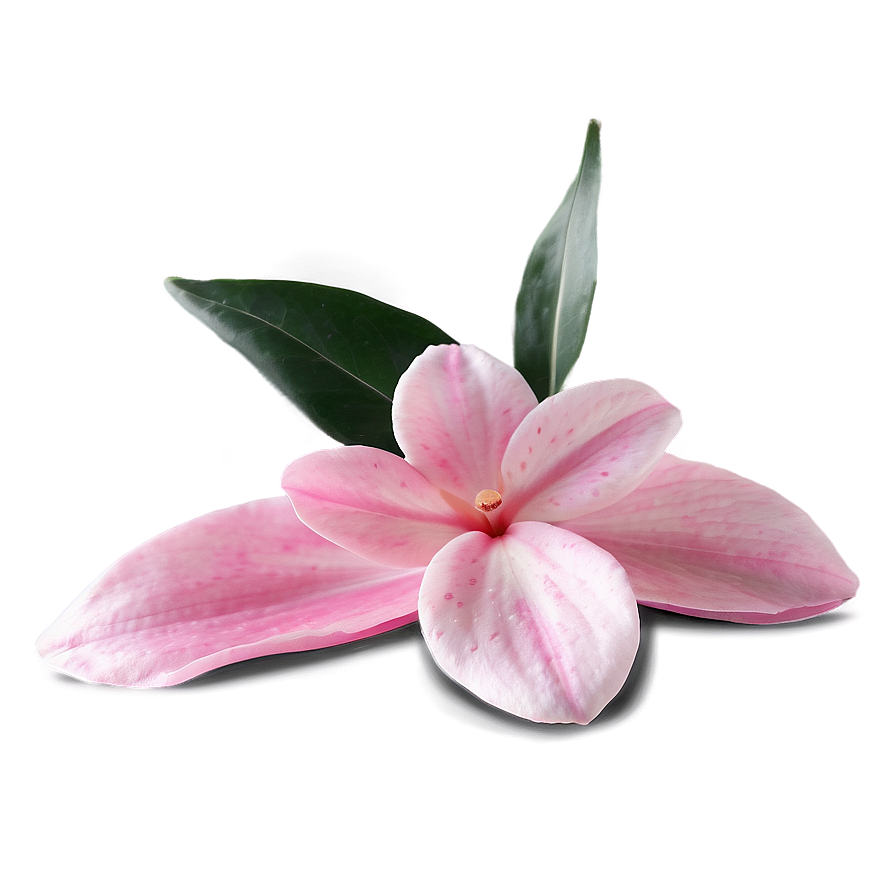 Pink Petals Png Pvf PNG Image