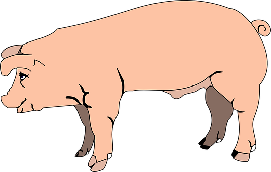 Pink Pig Cartoon Illustration PNG Image