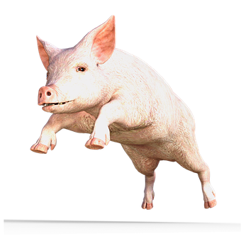 Pink Pig Isolatedon Black Background PNG Image