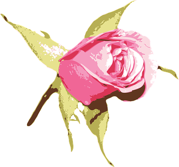 Pink Rose Artistic Illustration PNG Image