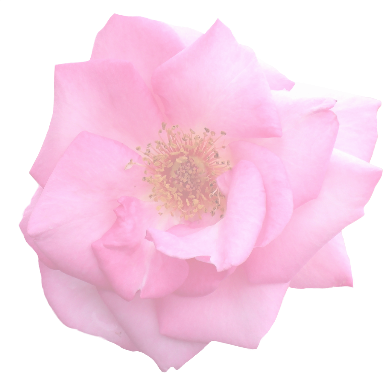 Pink Rose Black Background PNG Image