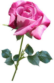 Pink Rose Black Background PNG Image