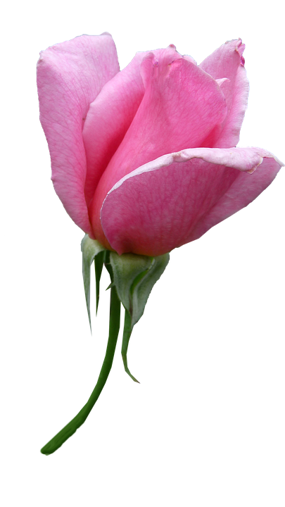 Pink Rose Bud Isolated Background PNG Image