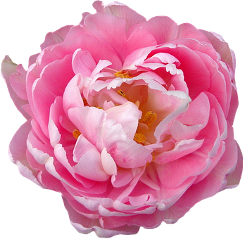 Pink Rose Closeup PNG Image