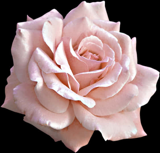 Pink Rose Closeup Isolated PNG Image