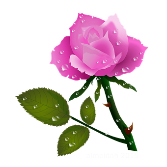 Pink Rose Dewdrops Vector PNG Image