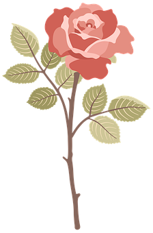 Pink Rose Illustration PNG Image