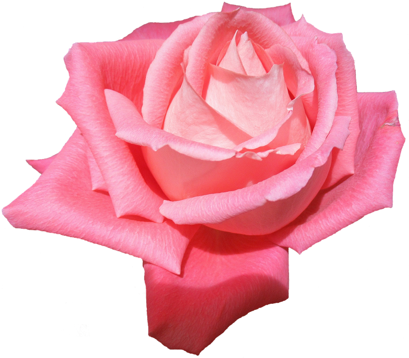 Pink Rose Isolated Background PNG Image