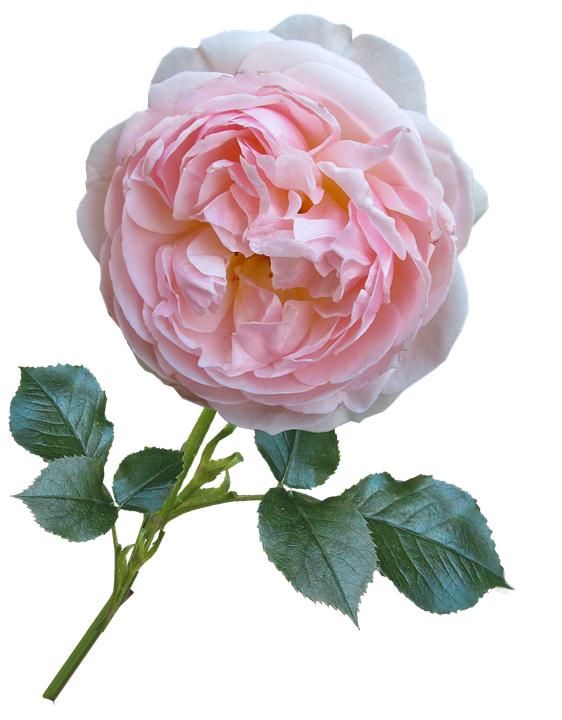 Pink Rose Isolatedon Gray Background.png PNG Image