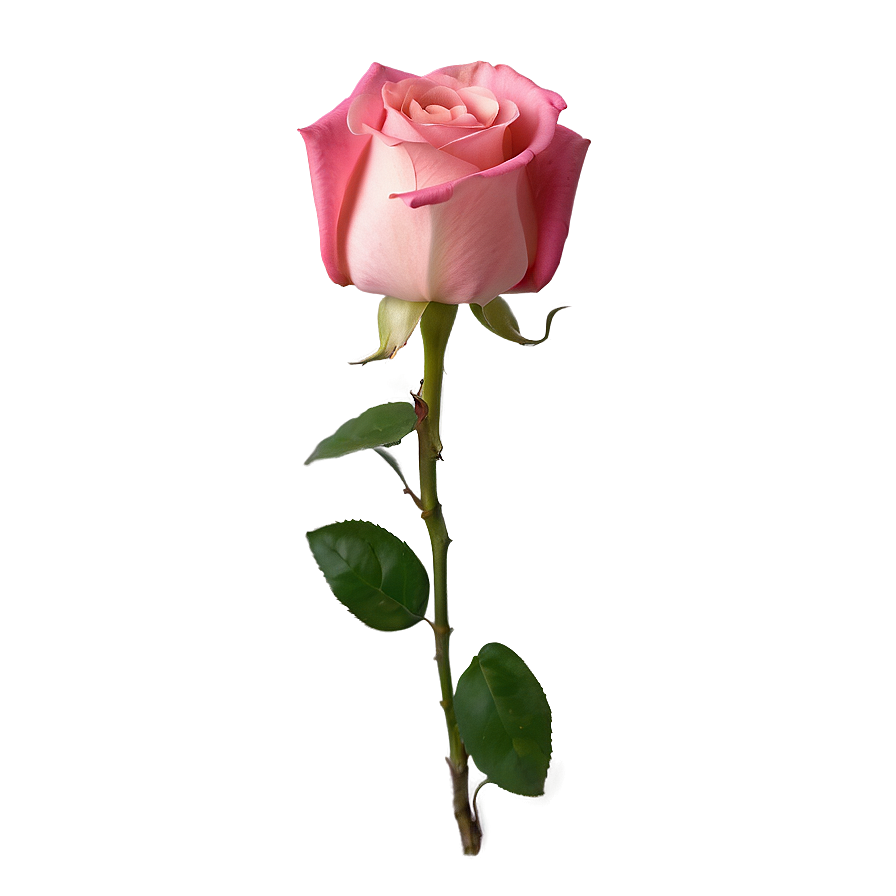 Pink Rose Love Png 93 PNG Image