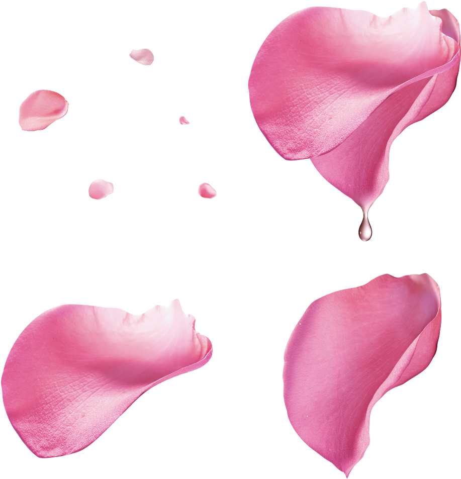 Pink Rose Petals Floating PNG Image