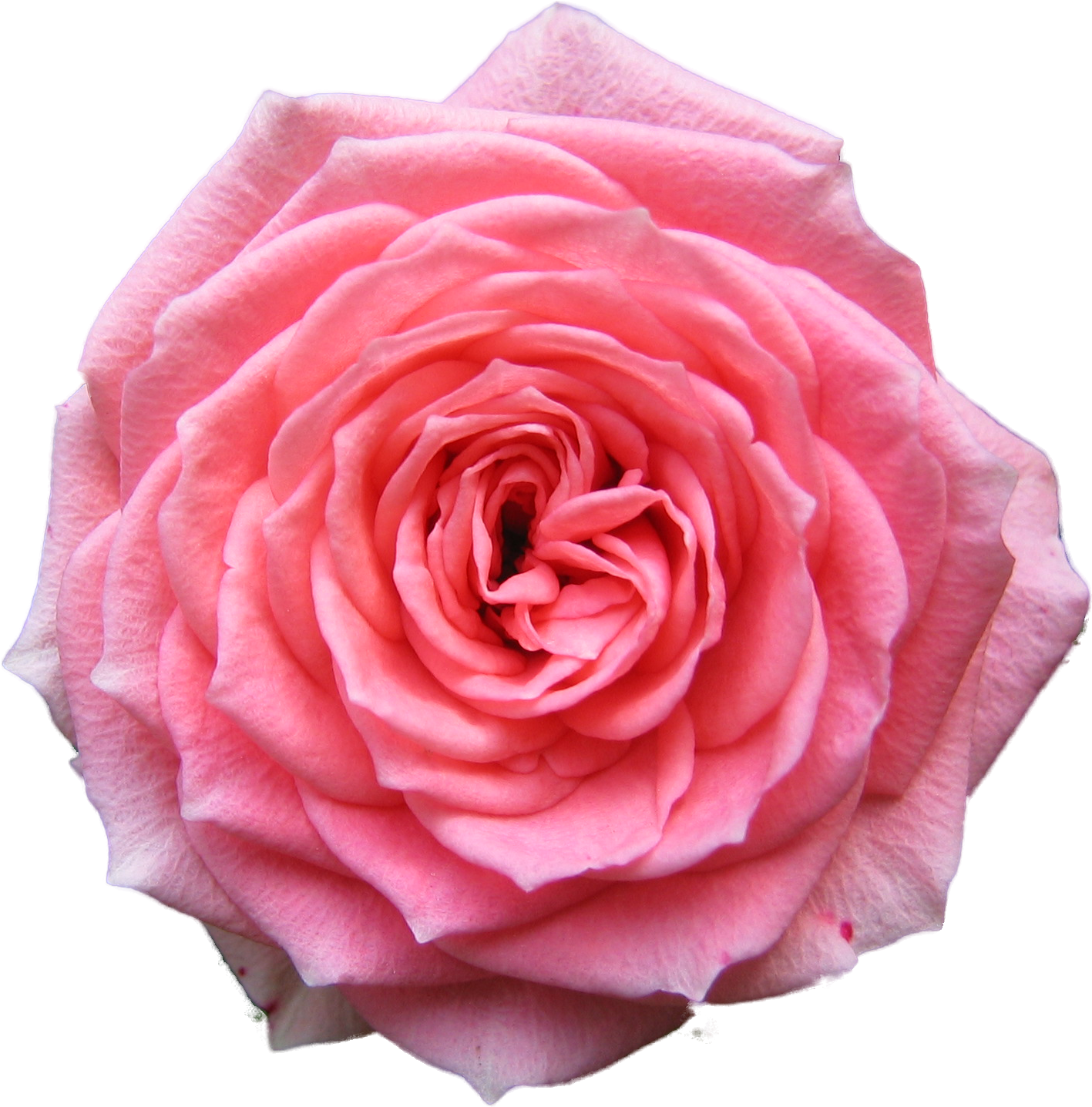 Pink Rose Transparent Background PNG Image