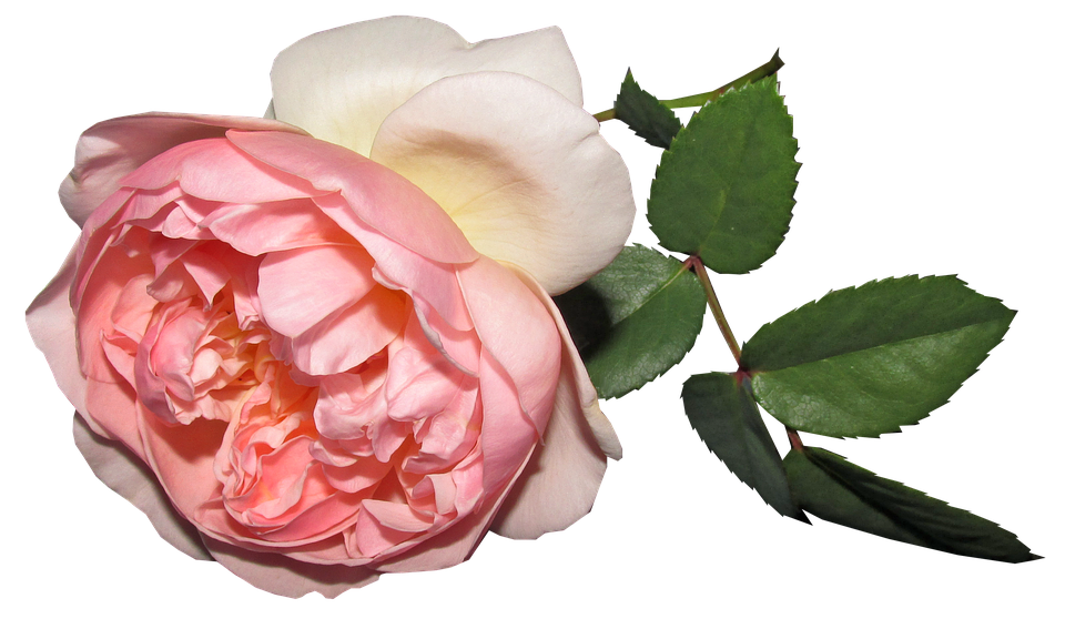 Pink Rose Transparent Background PNG Image