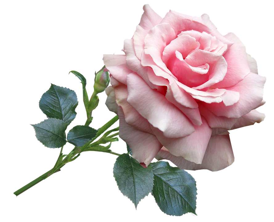 Pink Rose Transparent Background PNG Image